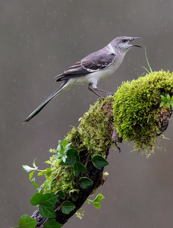 многоголосый пересмешник, northern mockingbird, пересмешник Многоголосый пересмешник - Northern Mockingbird фото превью