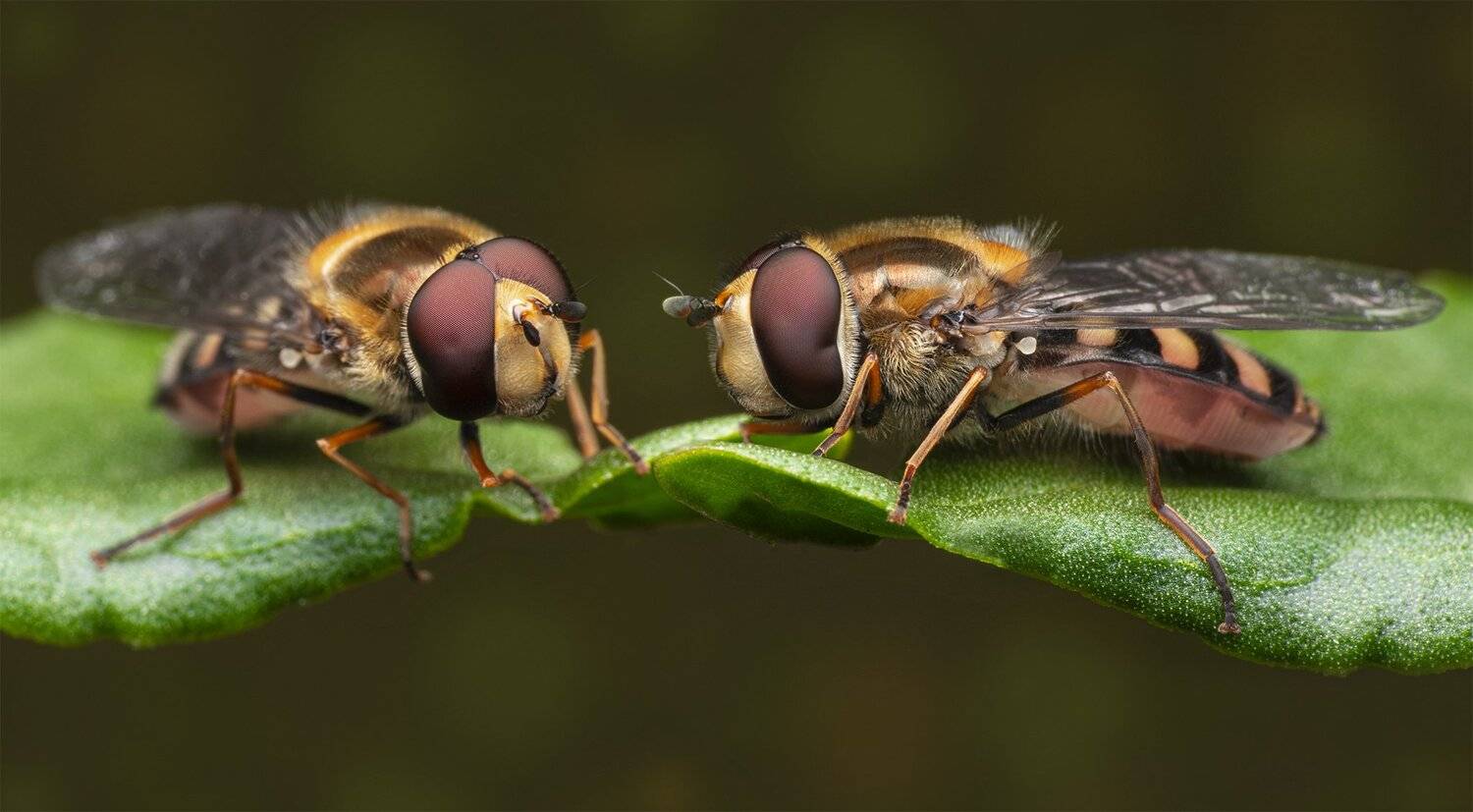 ceclii, macro, nikon d3400, Tsvetan Ganev