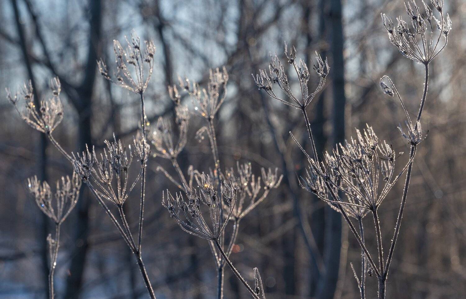 , Константин Дэм