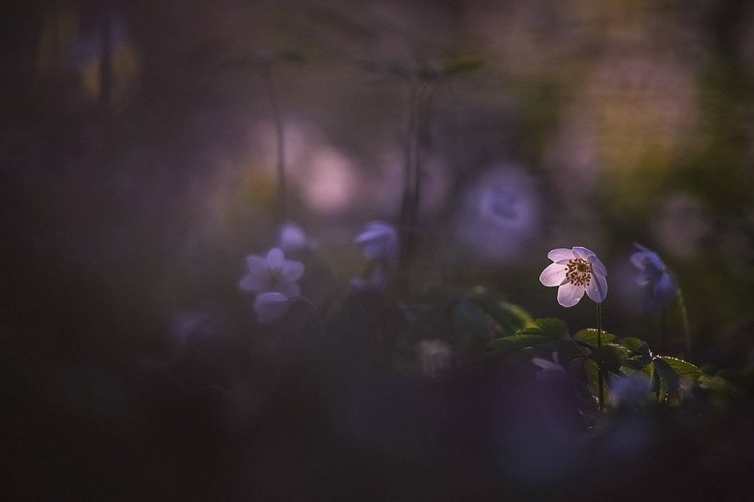 , Вячеслав Мищенко