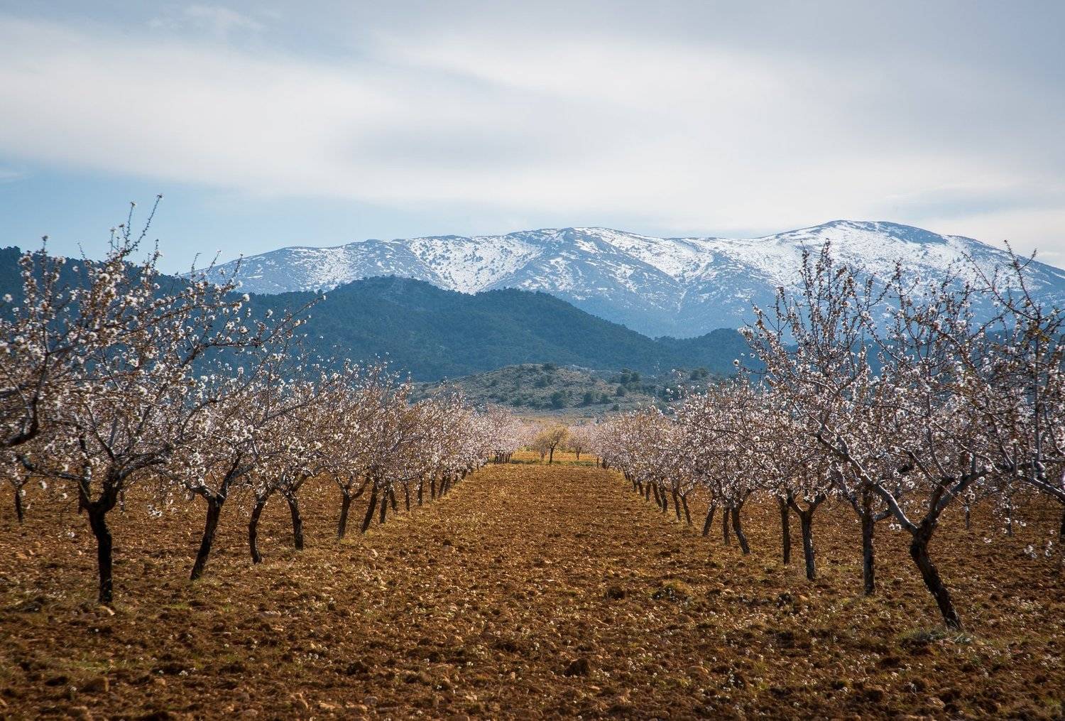, Алекс Римский