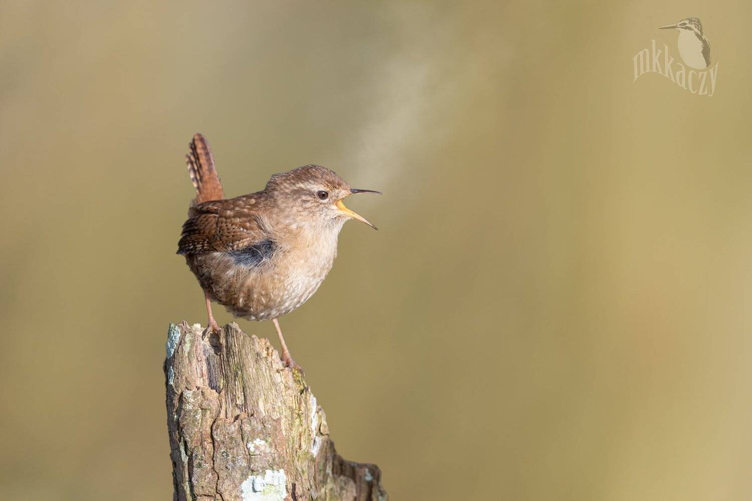 Wren in a cold morning. Автор: Marcin Kaczmarkiewicz , Marcin Kaczmarkiewicz