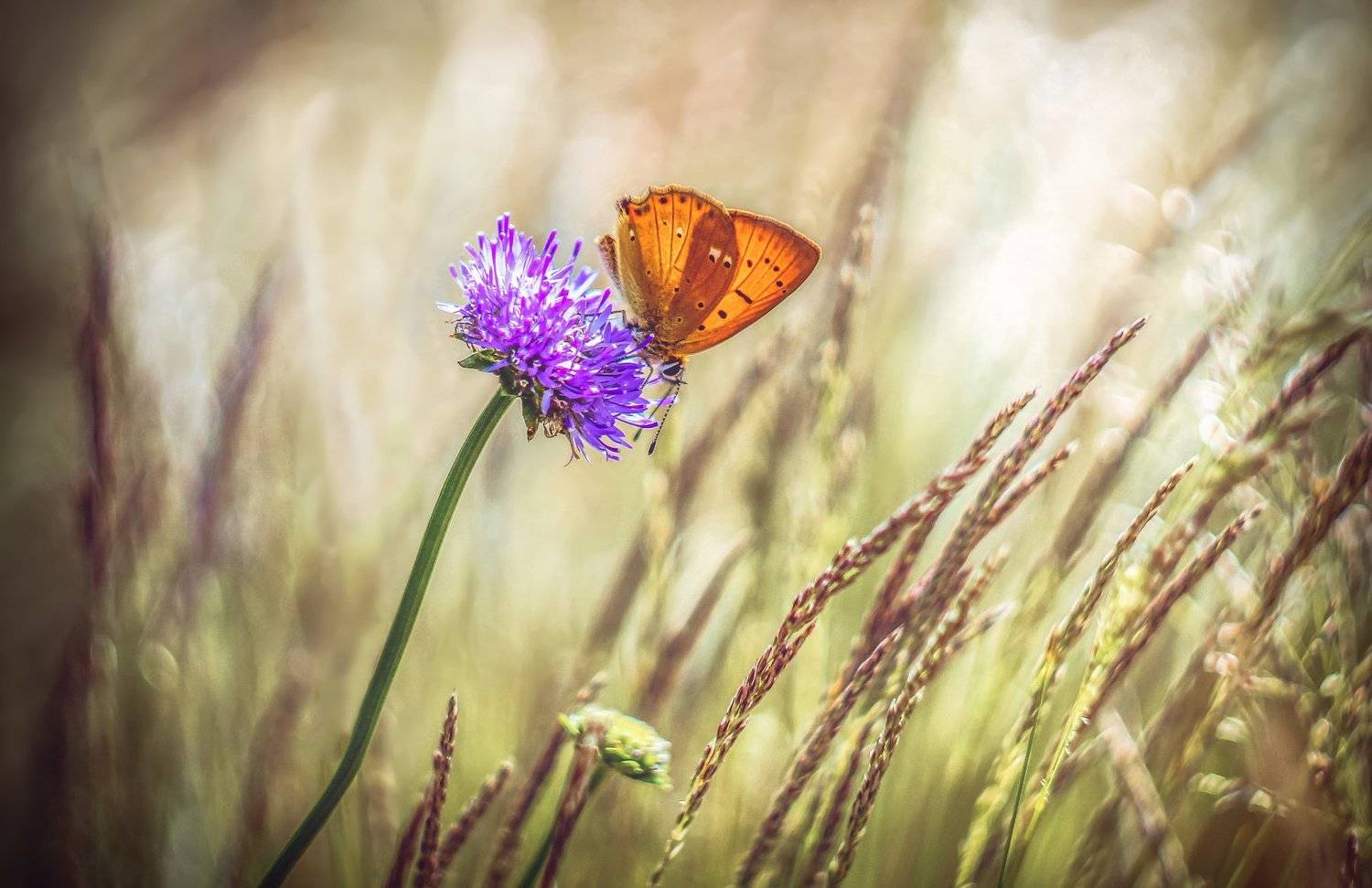 , Nowakowski Remigiusz