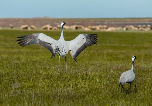 Весенние танцы