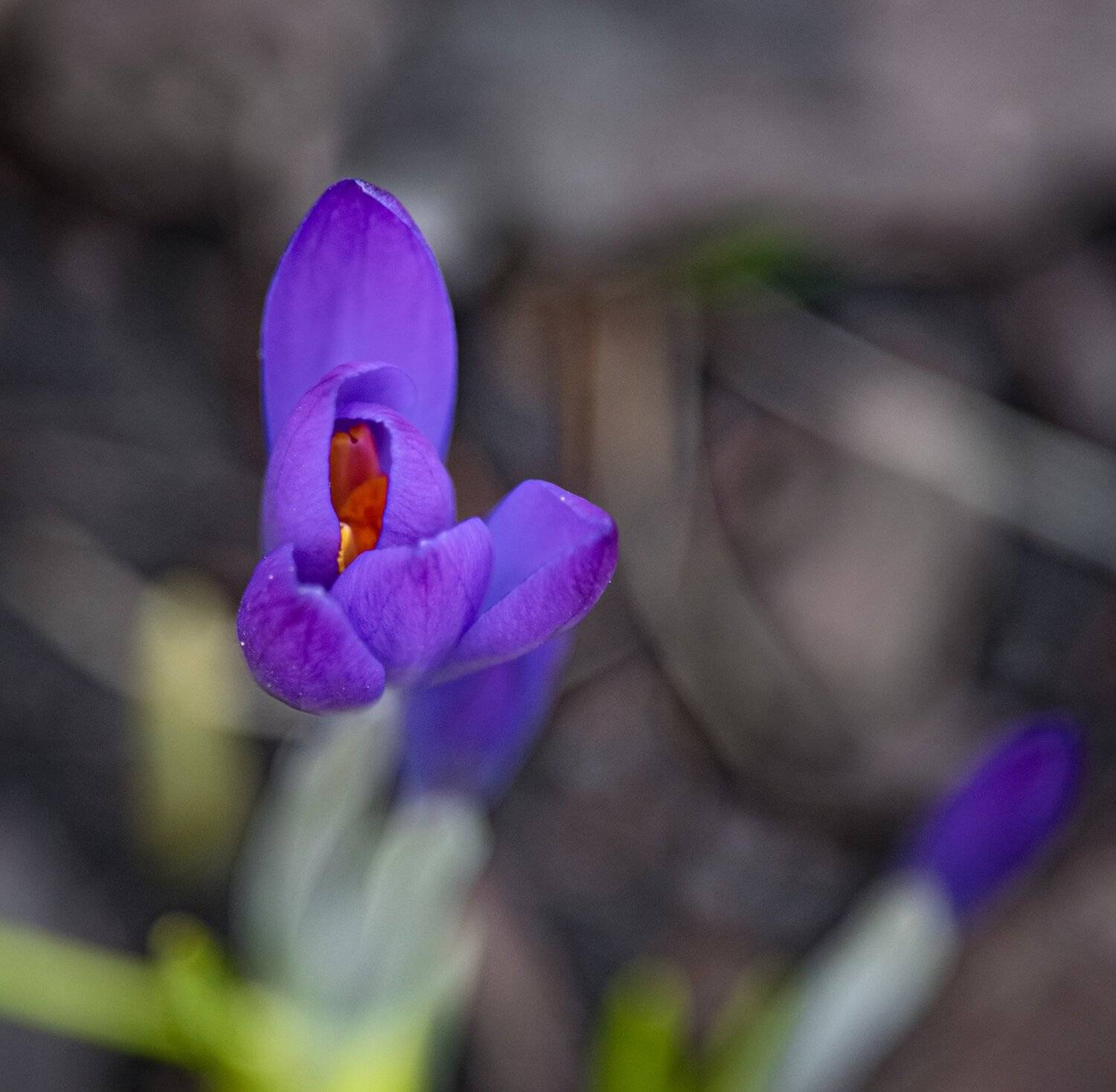 , Курлянцев Алексей