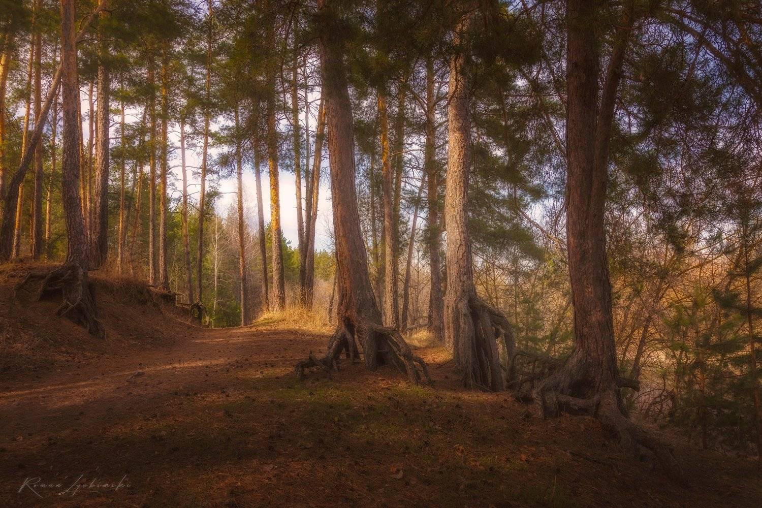 крым, фототуры, лес, пейзаж, природа, Роман Любимский