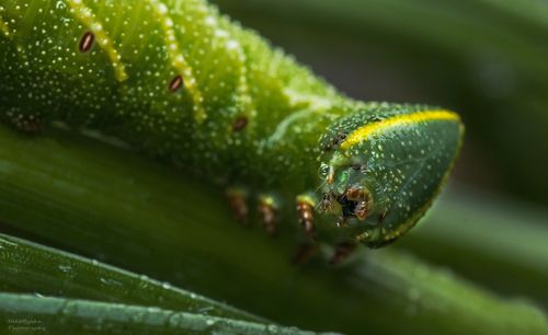Гусеница Бражника Глазчатого