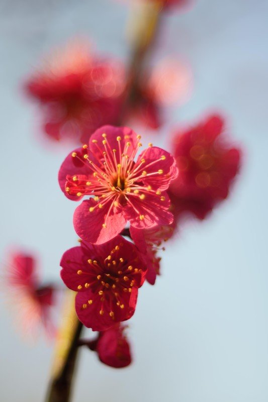 plum, spring time, seoul, red,  Red plum фото превью