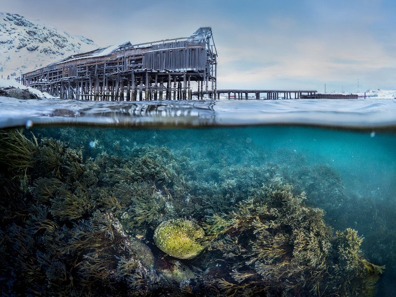 зима,север,териберка,подводный,сплит,под водой,природа,фототур,россия,пейзаж Сокровище фото превью