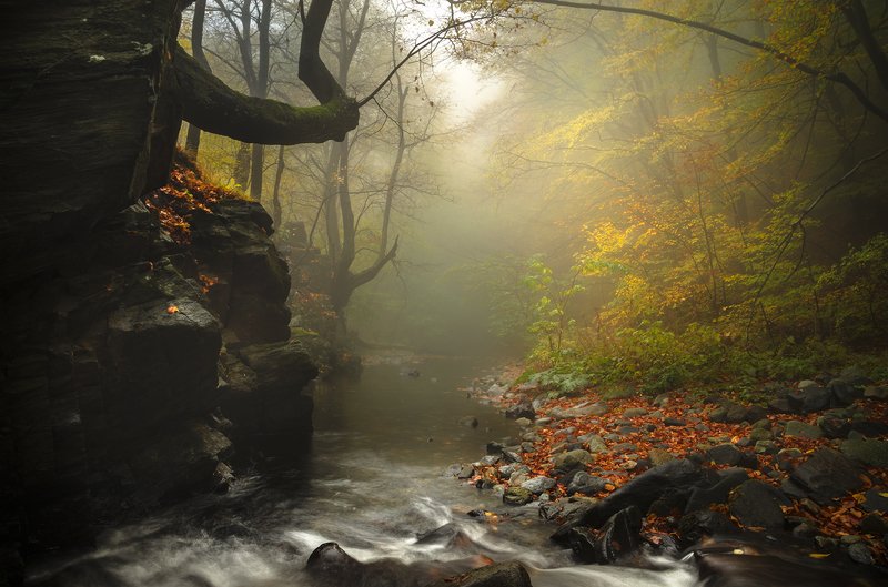 Deep in the mist / Глубоко в тумане фото превью