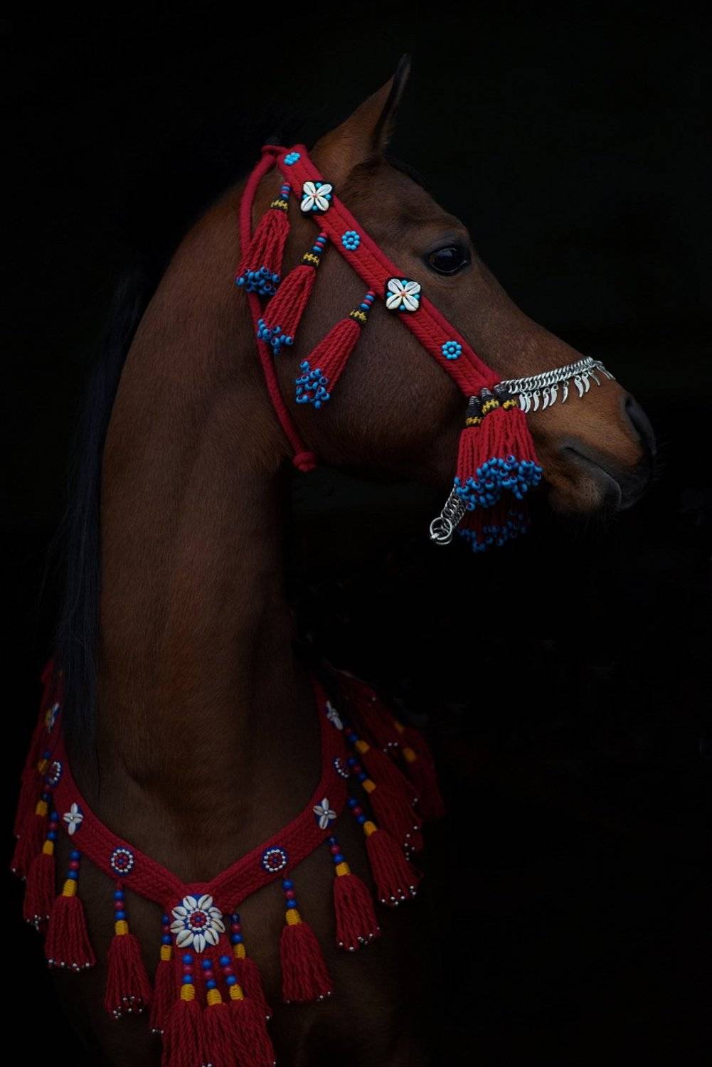 лошадь, конь, домашние животные, скакун, жеребец, арабская лошадь, сирия, араб, узда, сбруя, Арсен Алабердов