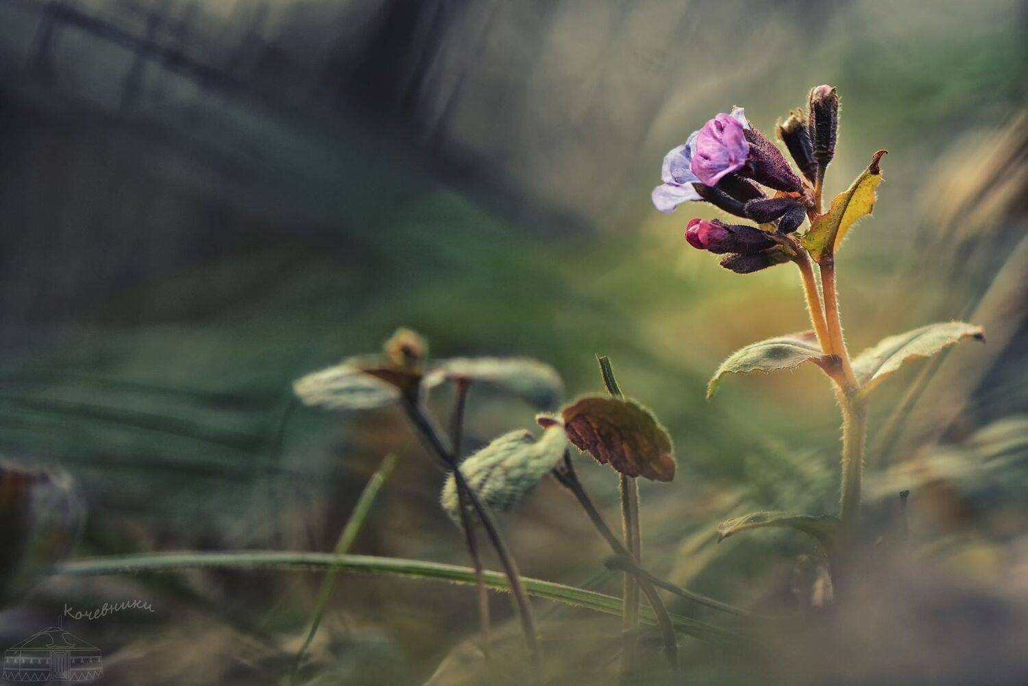 , Юлия Абрамова