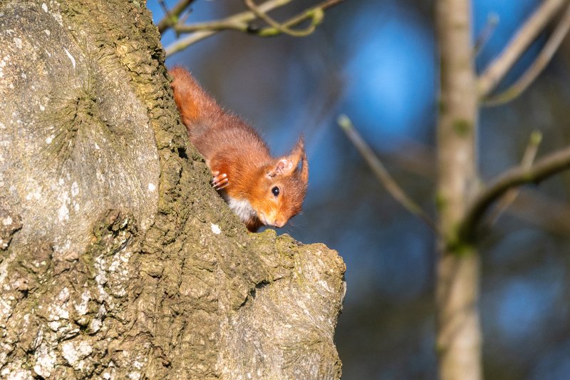 red suirrel: woodland, animal; wildlife; redhead; Beautie in Woodland фото превью