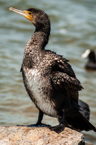 Бакланов быт