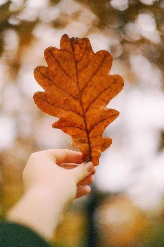 Осень, листва, дуб, оранжевый, коричневый, Анастасия Зубкова