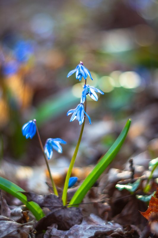 пролески, весна, первоцветы, подснежники, воронежский заповедник, лес  фото превью