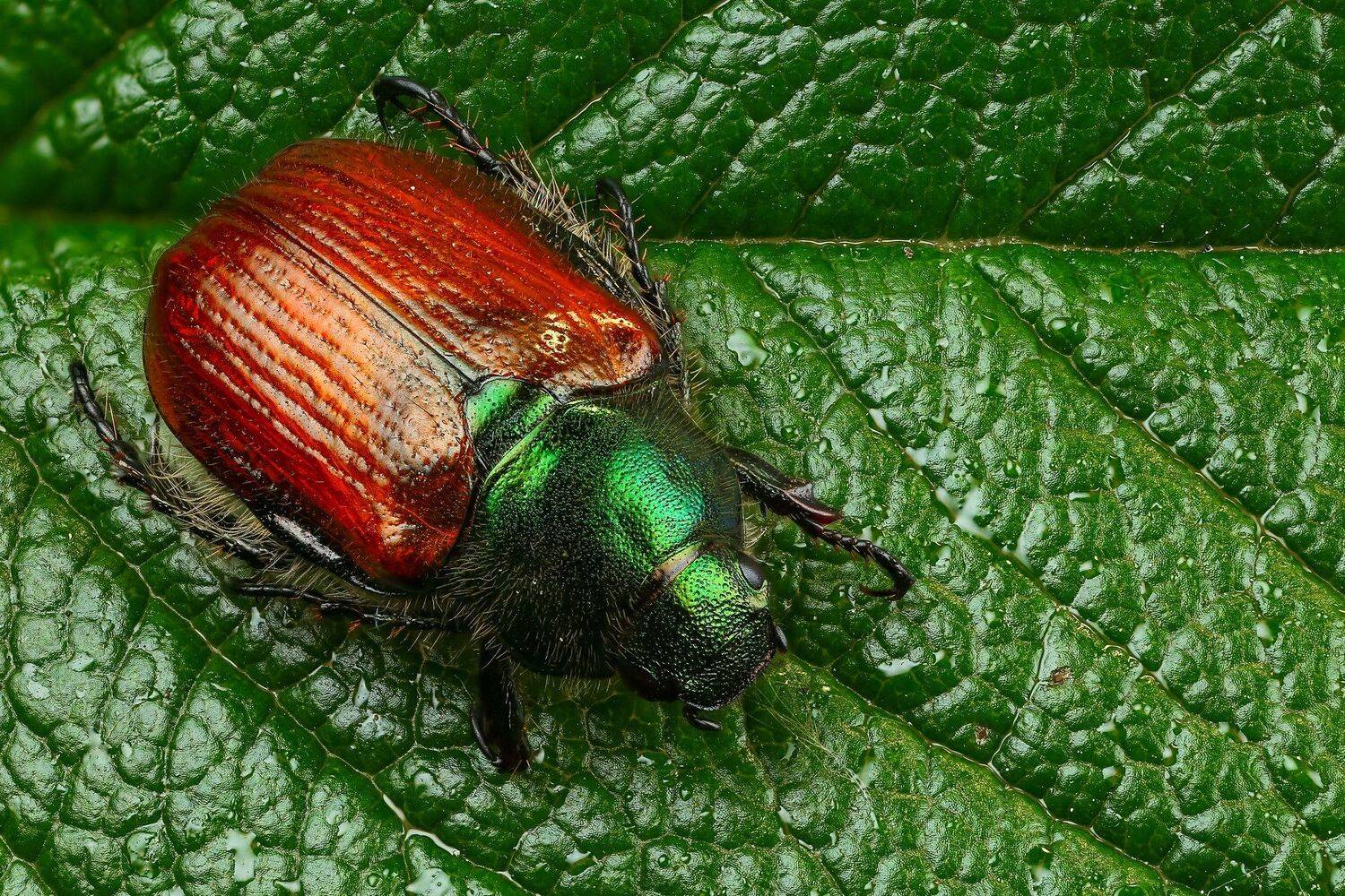 жук,макро,природа,усы,цвет,зеленый,растение, Андрей Шаповалов