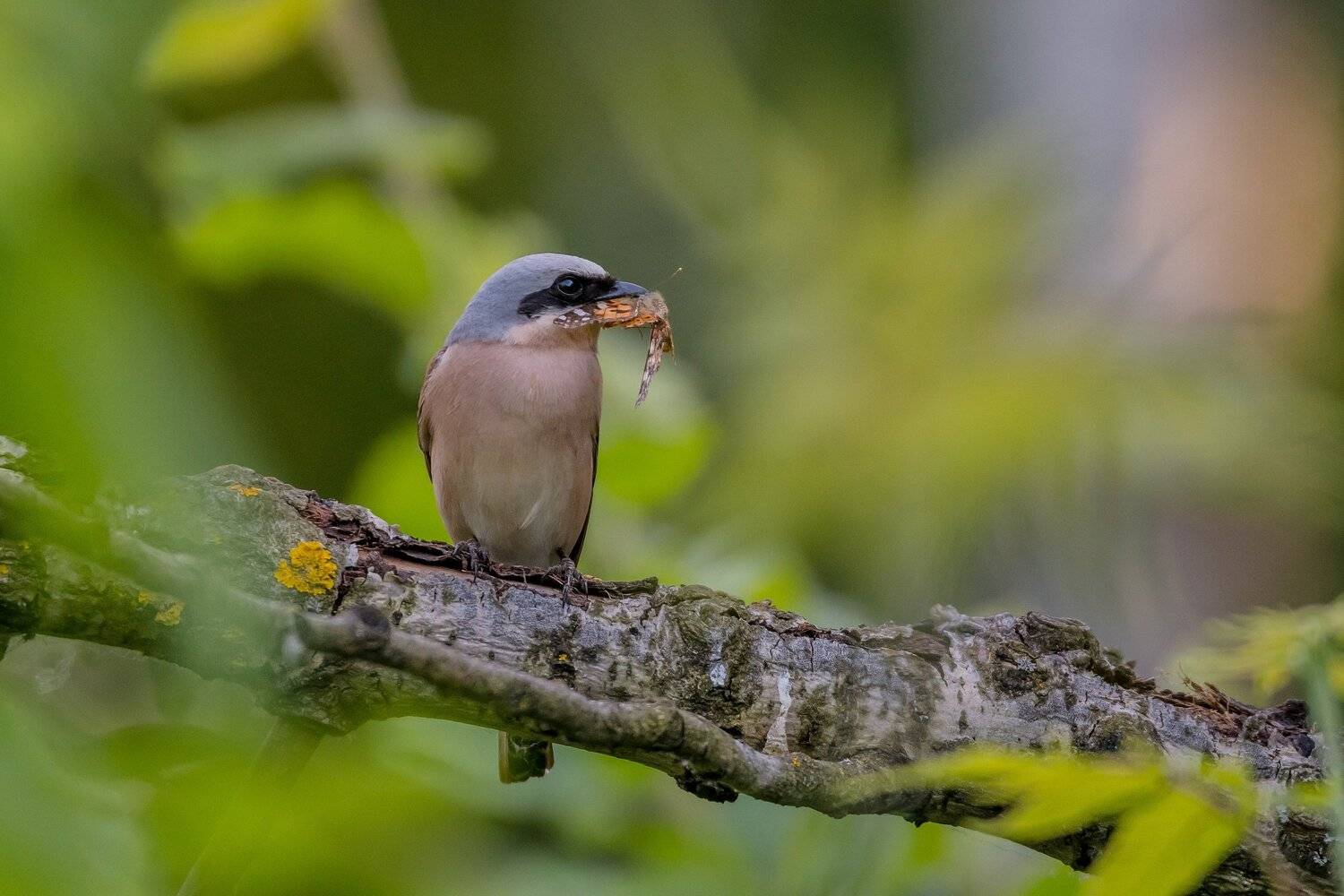 Птицы, Фотоохота, Жулан, Лосиный остров, Дронов Константин