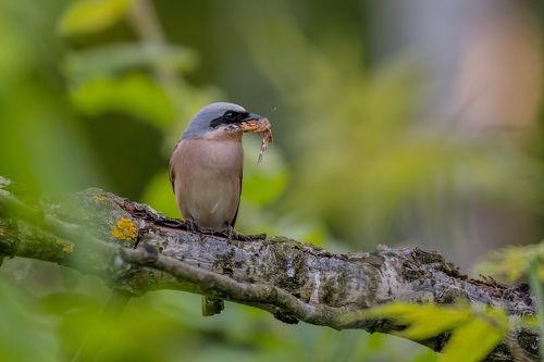 Ловец бабочек