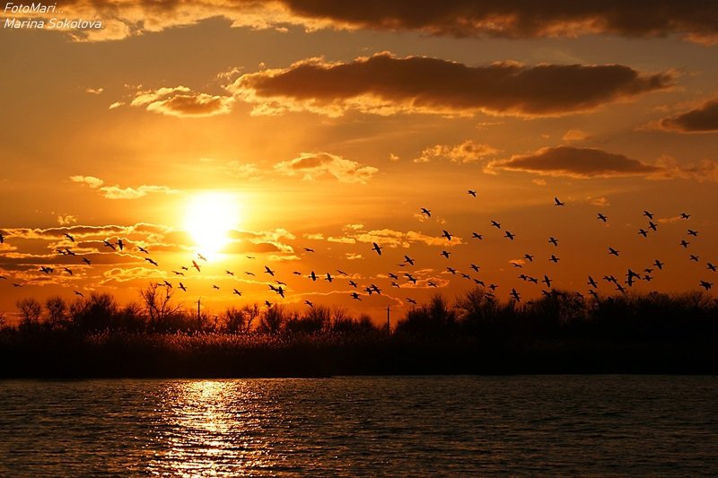 Летят перелётные птицы... фото превью