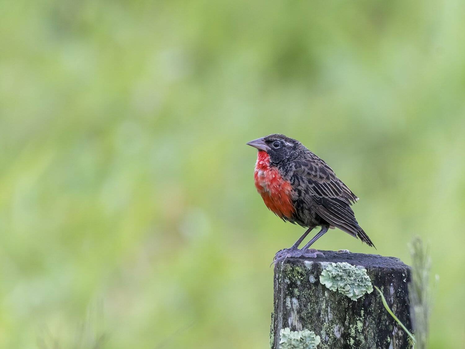 , Fernando Burgalin Sequeira