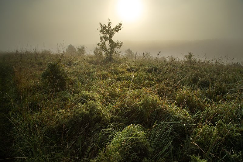 рассвет, туман, трава Утро туманное фото превью