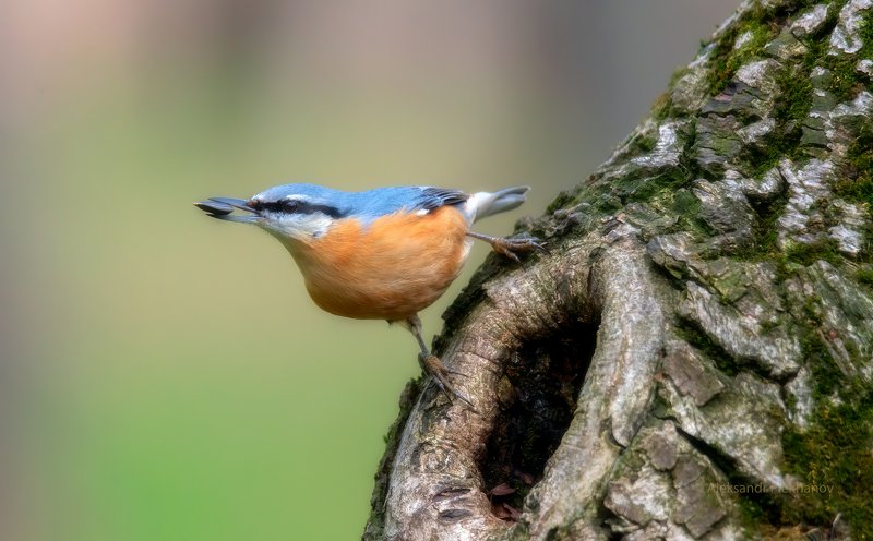 FOUND ! фото превью