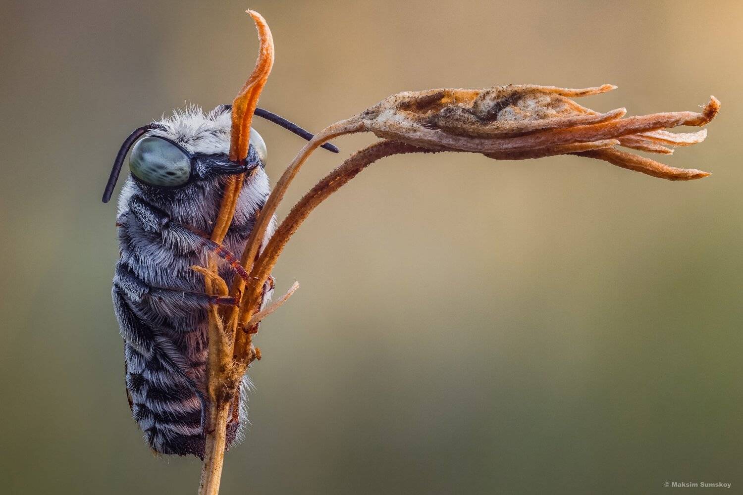 макро,стекинг,вега-11у, рассвет,пчела, Максим Сумской