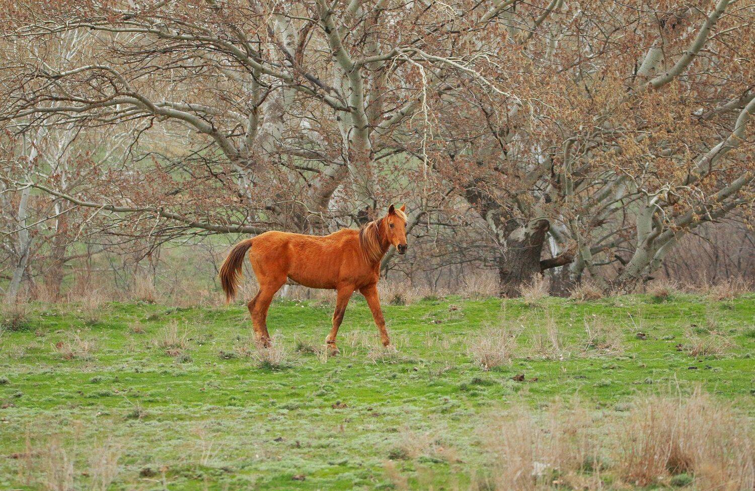 лошадь,жеребец,лошади,горы,весна,природа.пейзаж., Marat Magov