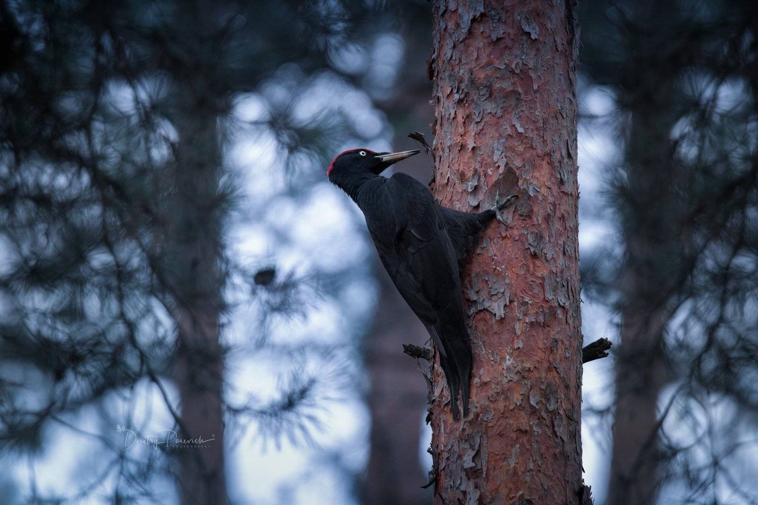 природа, лес, животные, птицы, Дмитрий Посевич