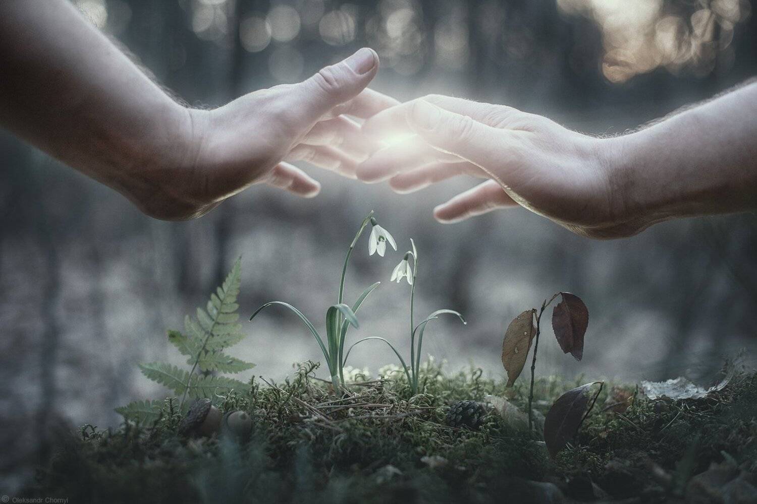 украина, коростышев, природа, лес, весна, руки, цветы, подснежники, любовь, забота, нежность, временность, сказка, легкость, чувства, житомирское полесье, тишина, уединение, счастье, жизнь, вдохновение, фотограф, чорный, Александр Чорный