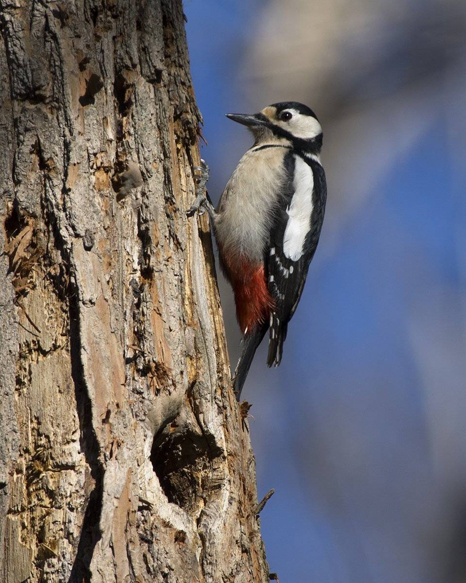 , Евгени Стефанов