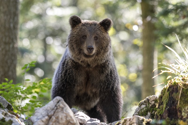 Slovenian brown bear фото превью