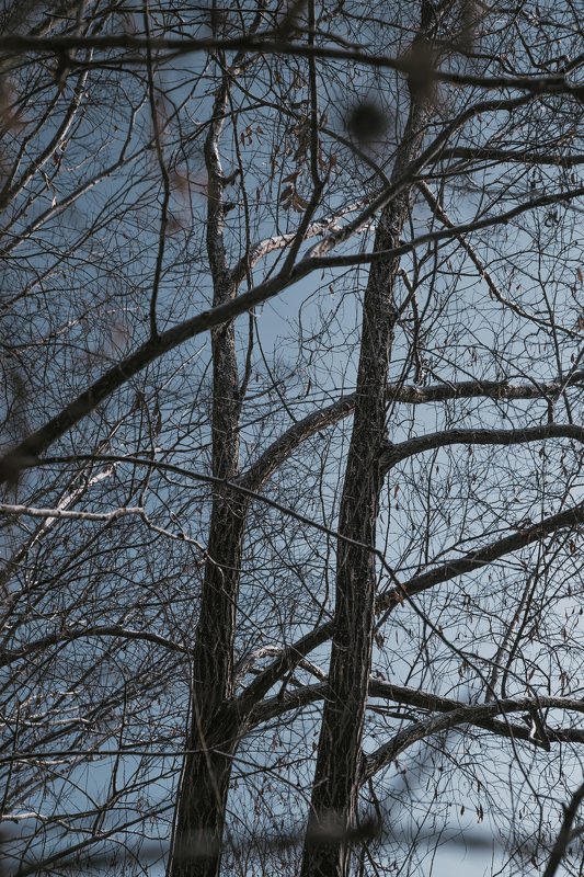 Wood фото превью