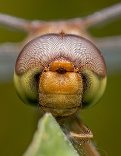Portrait of dragonfly