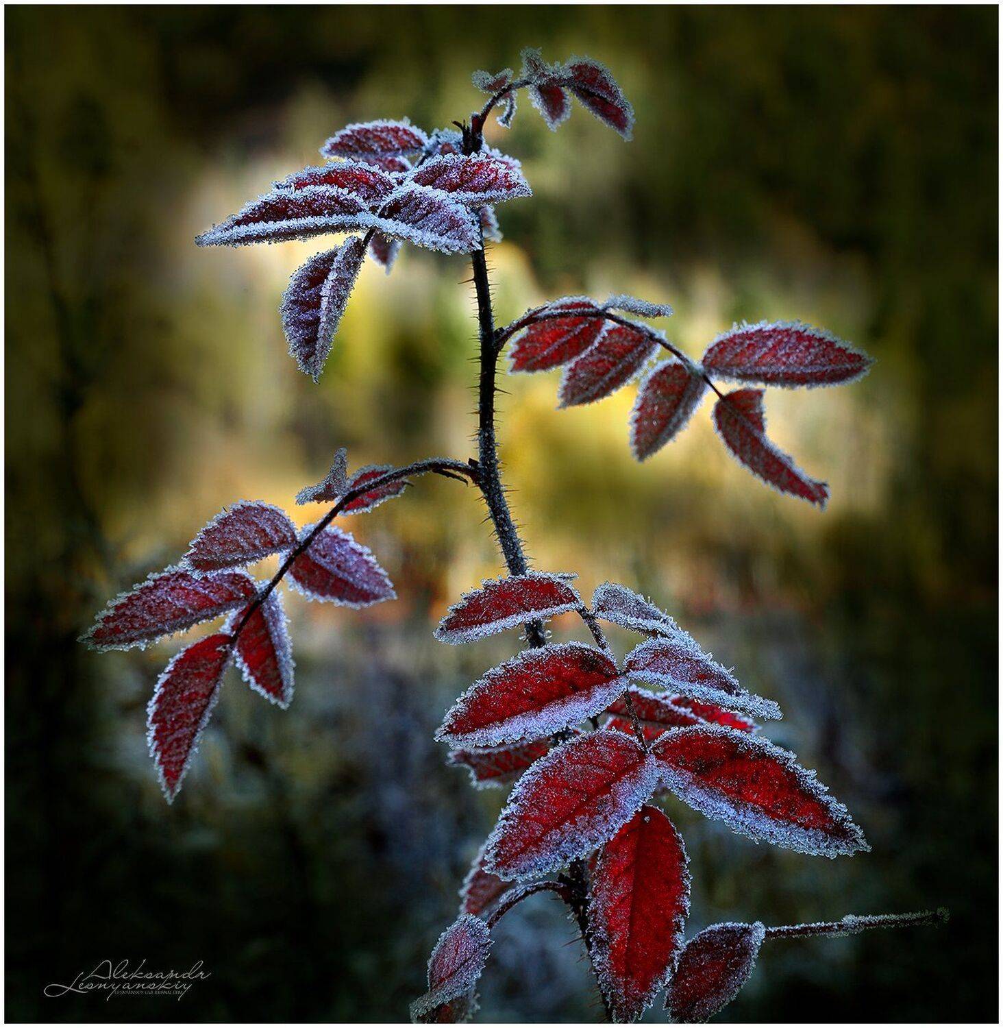 , Александр Леснянский