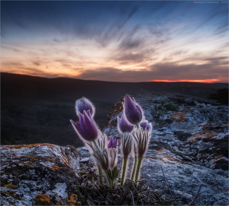 Сон-трава фото превью