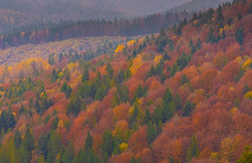 Autumn foliage trees in the Carpathian mountains