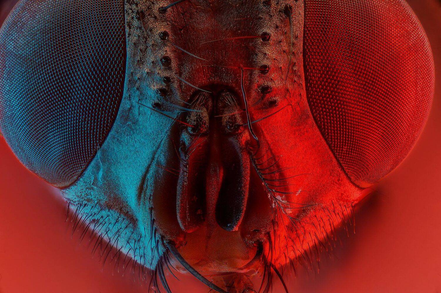 муха насекомое подсветка, Борис Фотомания