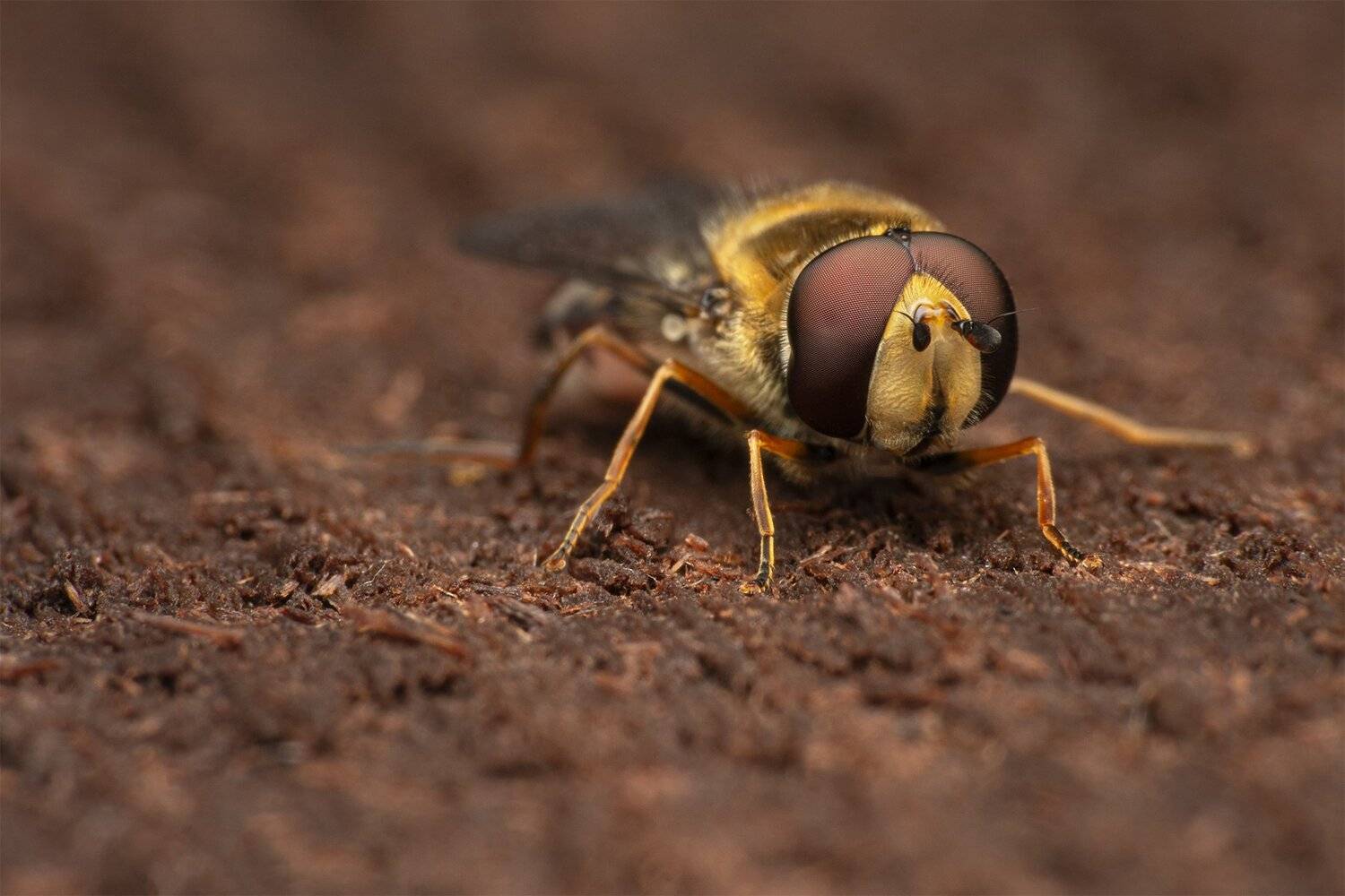 ceclii, macro, nikon d3400, Tsvetan Ganev