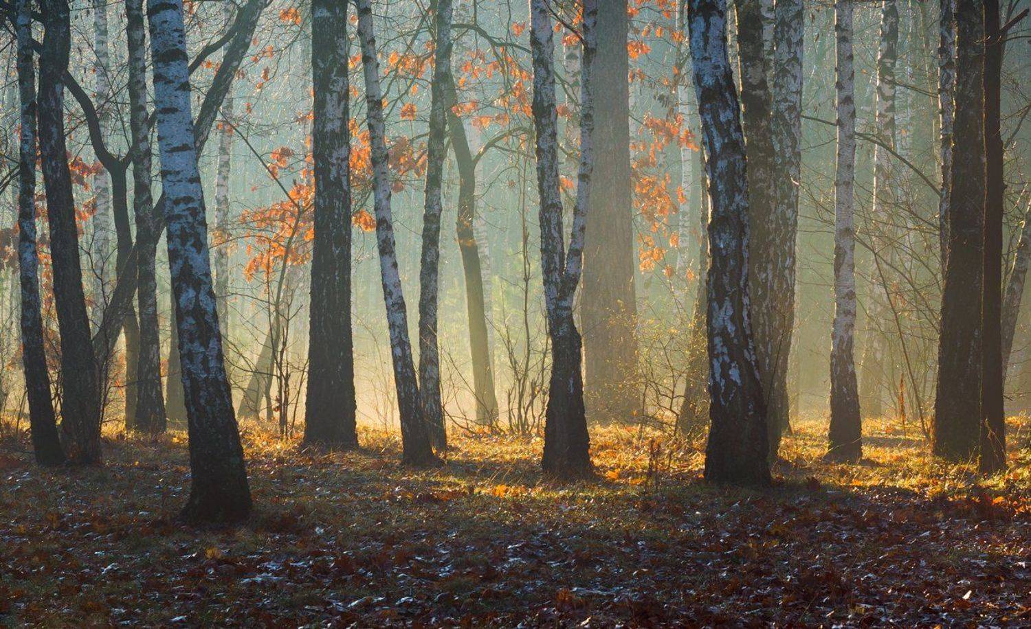 лес, весна, март, утро, рассвет, лучи, туман, испарина, берёзы, Галанзовская Оксана