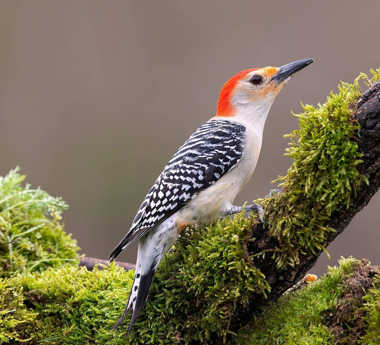 дятел, каролинский меланерпес, red-bellied woodpecker, woodpecker, Elizabeth Etkind