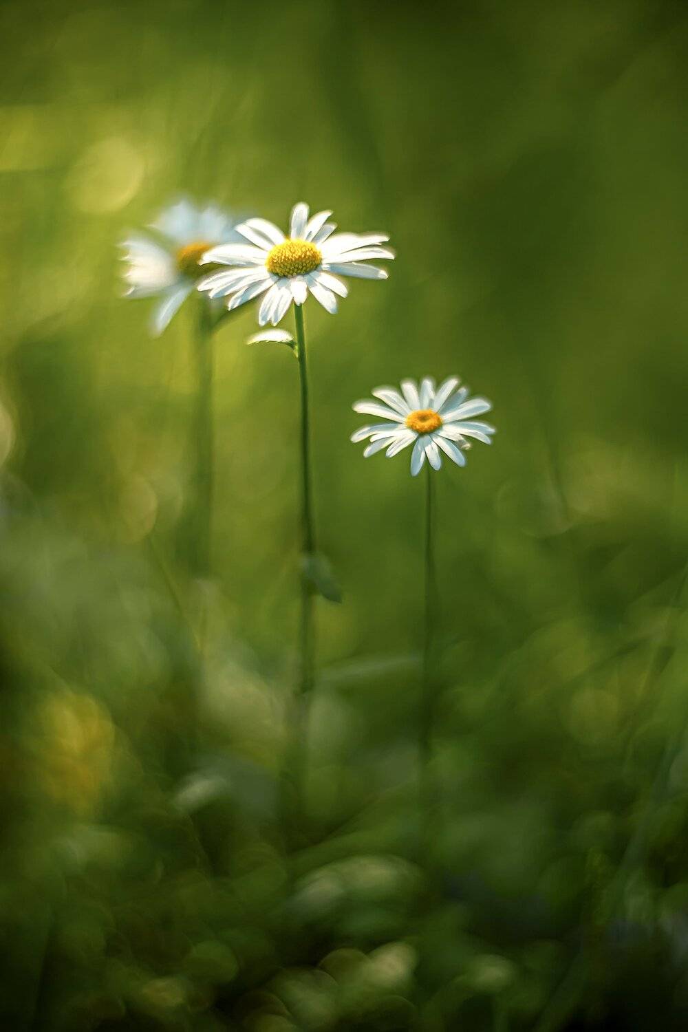 , Рут Андрей