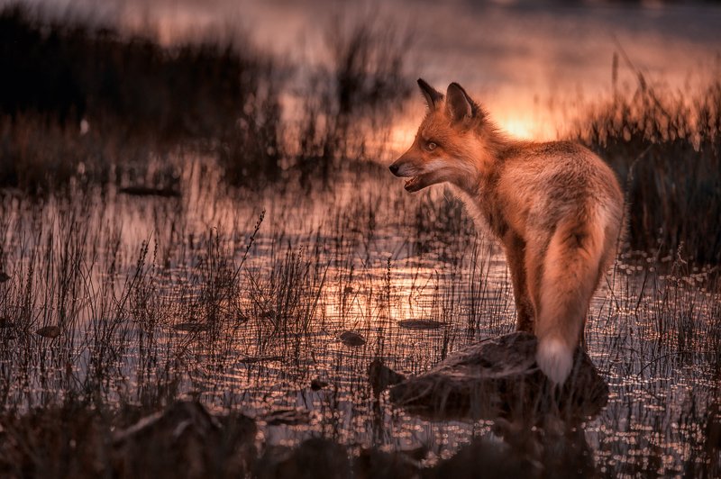 Red Fox in Sunset фото превью