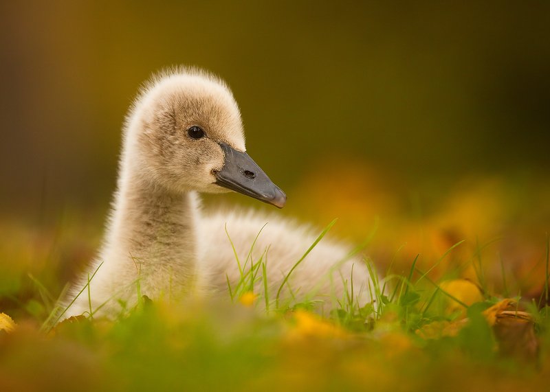 Black swan фото превью