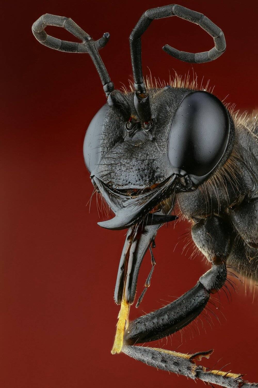 оса,макро,природа,усы,цвет,красный,портрет, Андрей Шаповалов