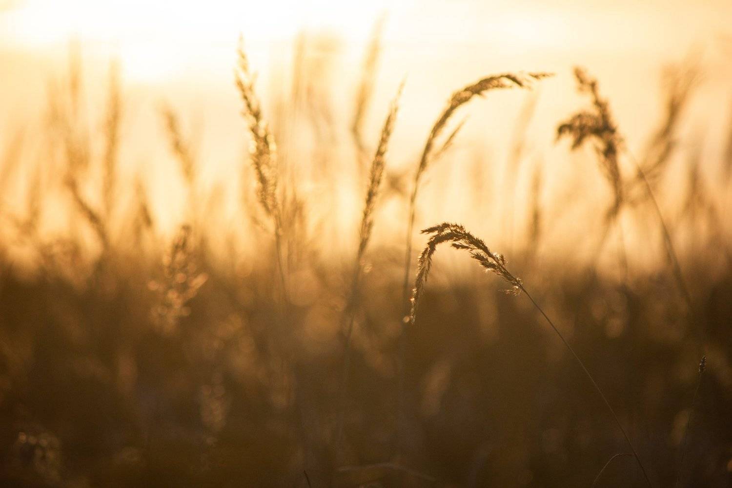 , Зоя Малхова