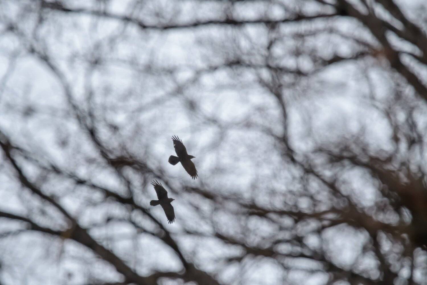 ворон, птицы в полёте, пара воронов, Corvus corax, размытый передний план, размытие в кадре, ветви, парящие птицы, Ксения Соварцева
