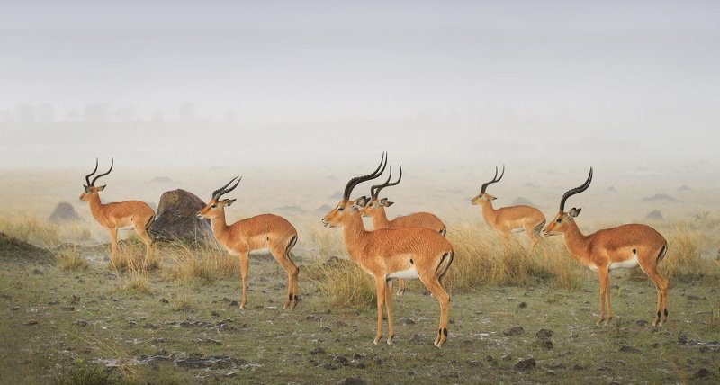 impala in the rain фото превью