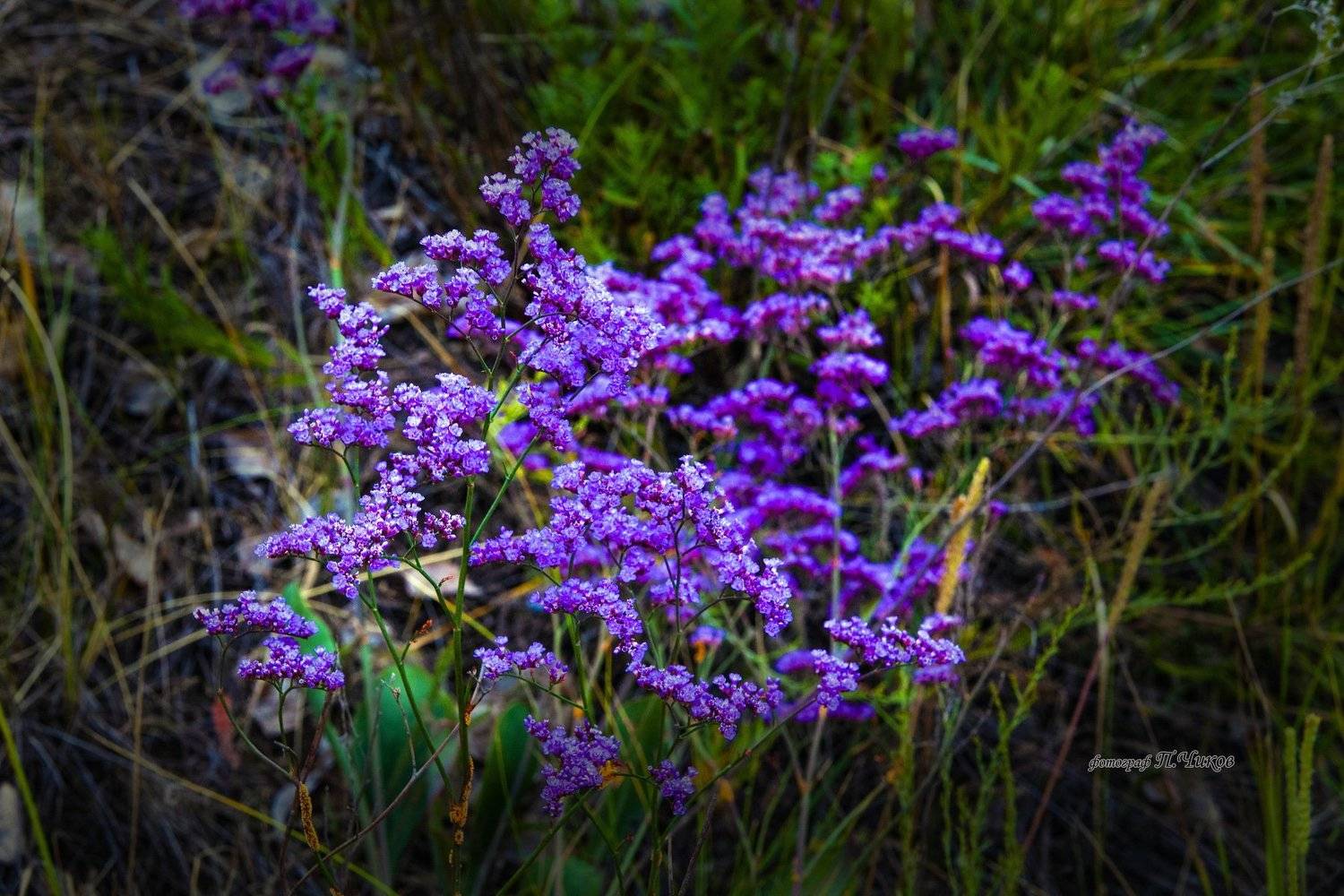 , петр чиков